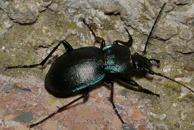 Carabidae: maschio di Carabus (Tomocarabus) convexus