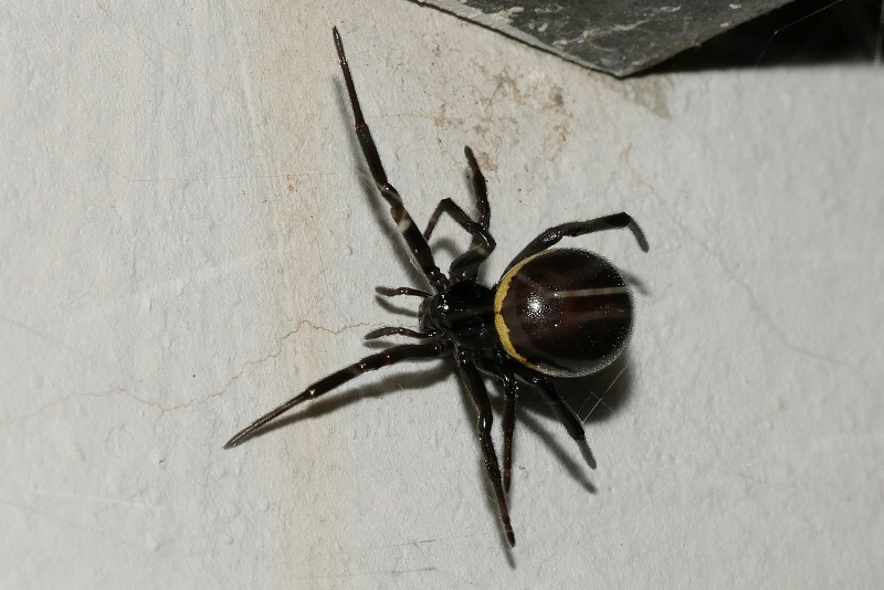 Steatoda paykulliana?