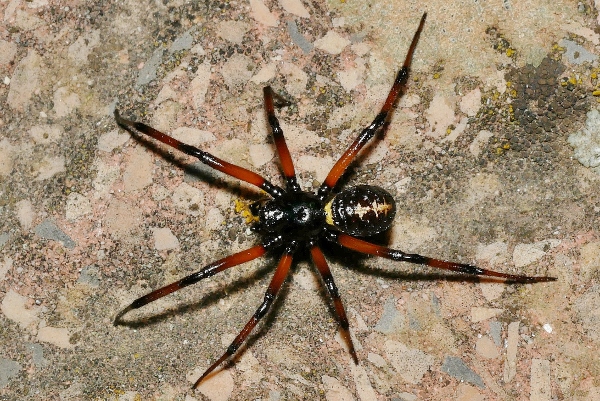 Steatoda paykulliana maschio