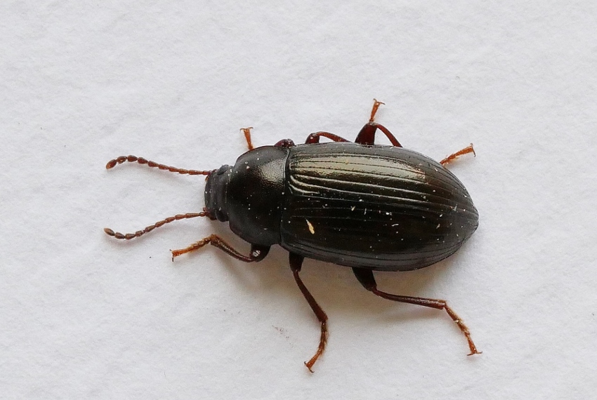 Tenebrionidae da identificare.