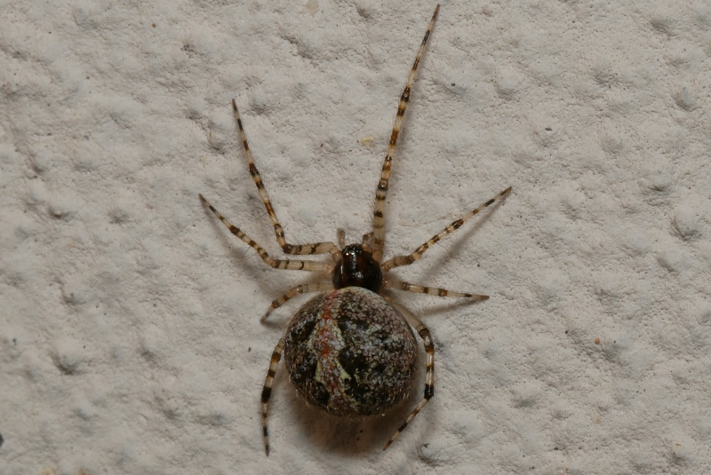 Theridiidae?