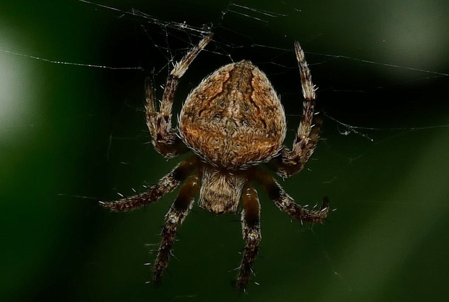 Araneidae da identificare