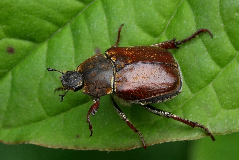 Melolonthidae: femmina di Hoplia argentea? S.