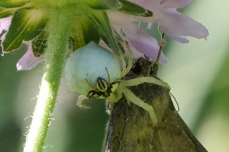 Thomisidae con preda e intruso