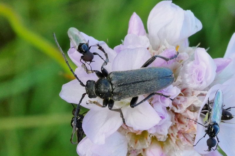 Cerambycidae: Cortodera holosericea