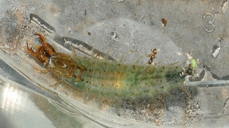 Larva di coleottero acquatico da identificare.