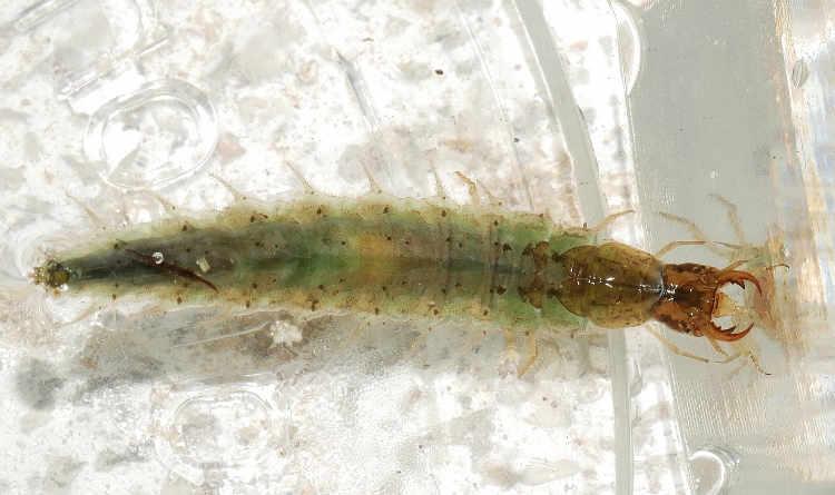 Larva di coleottero acquatico da identificare.