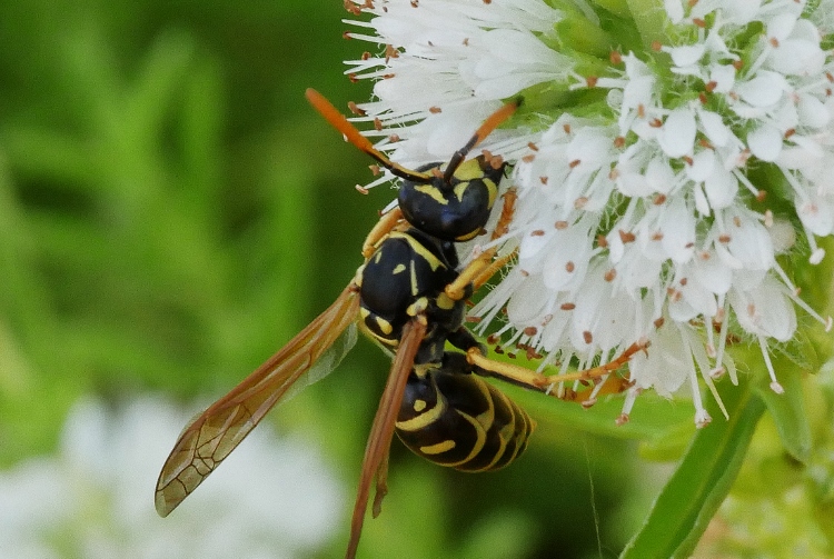 Piccolo vespidae da identificare.