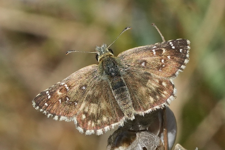 Pyrgus picenus ?