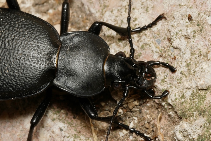 Carabidae: femmina di Carabus (Procrustes) coriaceus