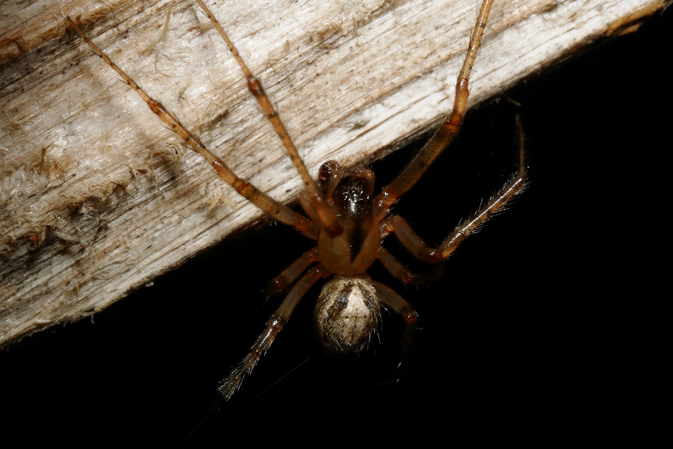 Maschio di Zygiella cfr x-notata