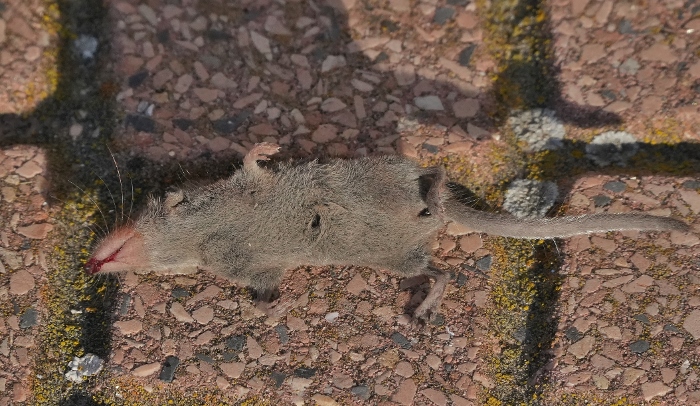 Crocidura o toporagno ?