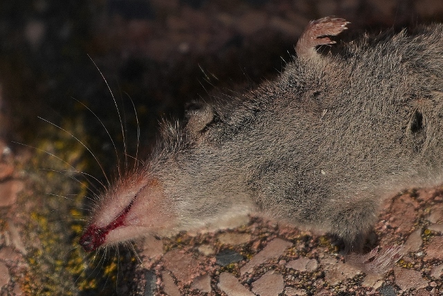 Crocidura o toporagno ?