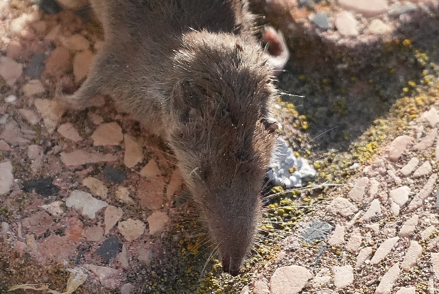 Crocidura o toporagno ?