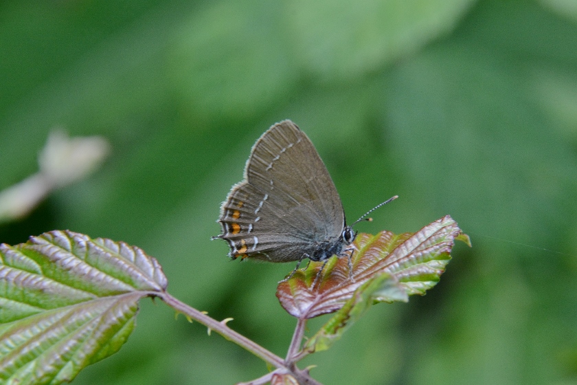 Satyrium acaciae o ilicis?