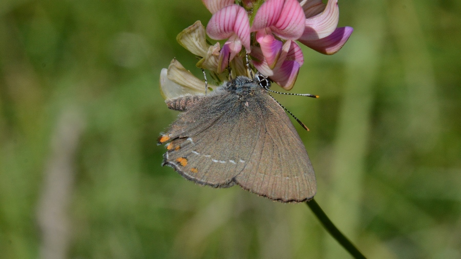 Satyrium acaciae o ilicis?