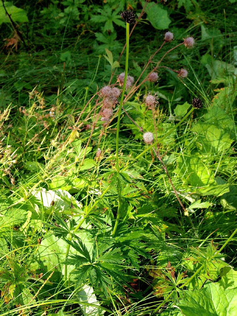 Trollius europaeus / Botton d''oro