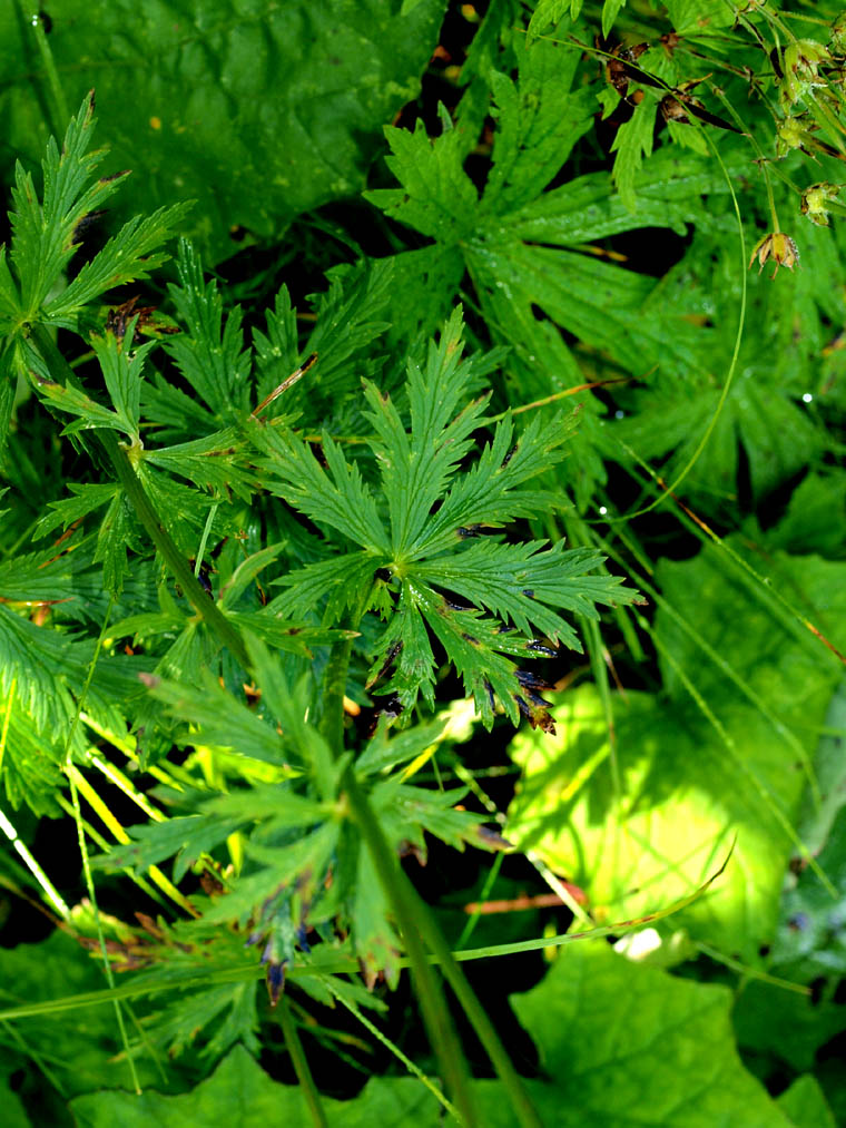 Trollius europaeus / Botton d''oro