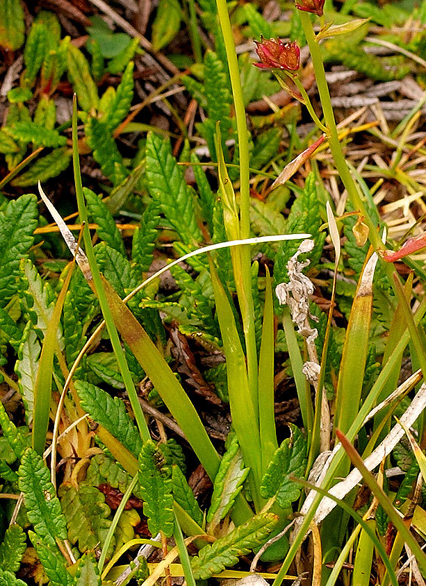 Ciampac (TN) : Tofieldia calyculata