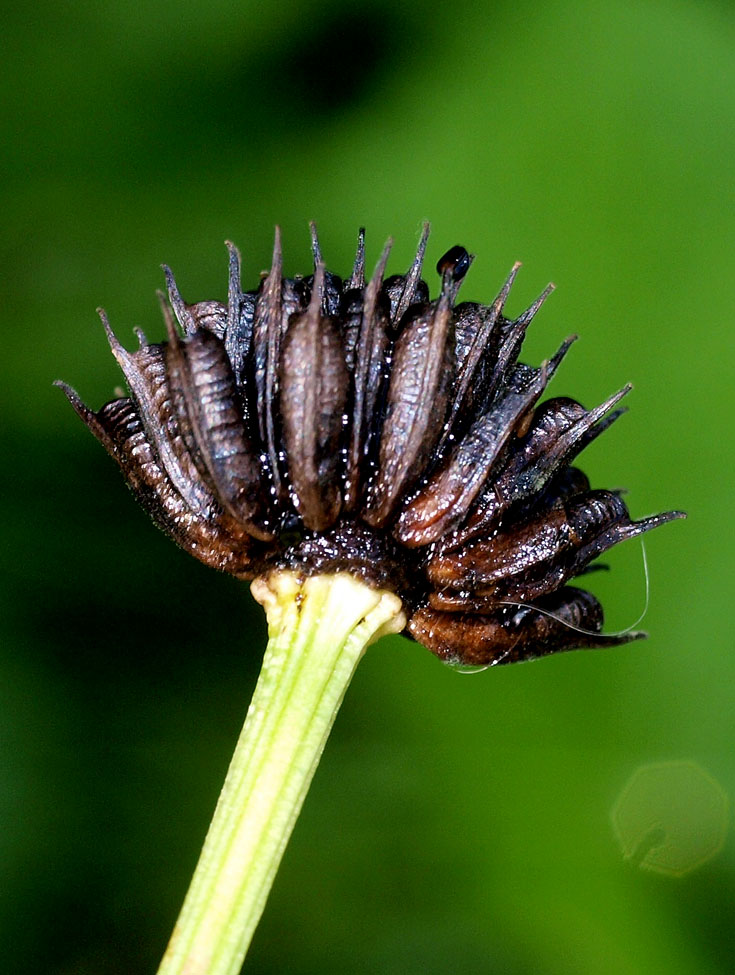 Trollius europaeus / Botton d''oro