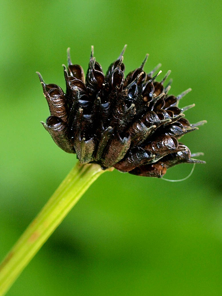 Trollius europaeus / Botton d''oro