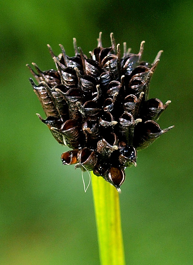 Trollius europaeus / Botton d''oro