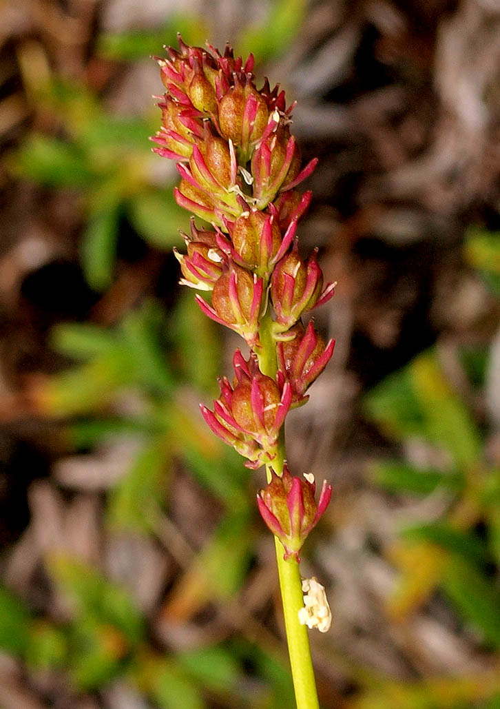 Ciampac (TN) : Tofieldia calyculata