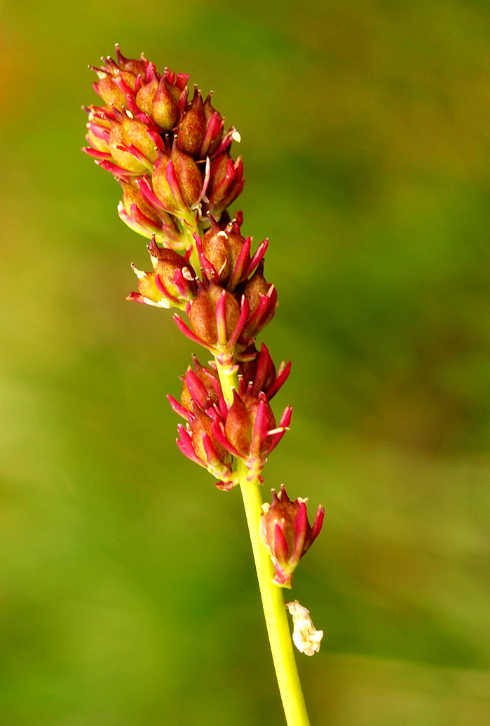 Ciampac (TN) : Tofieldia calyculata