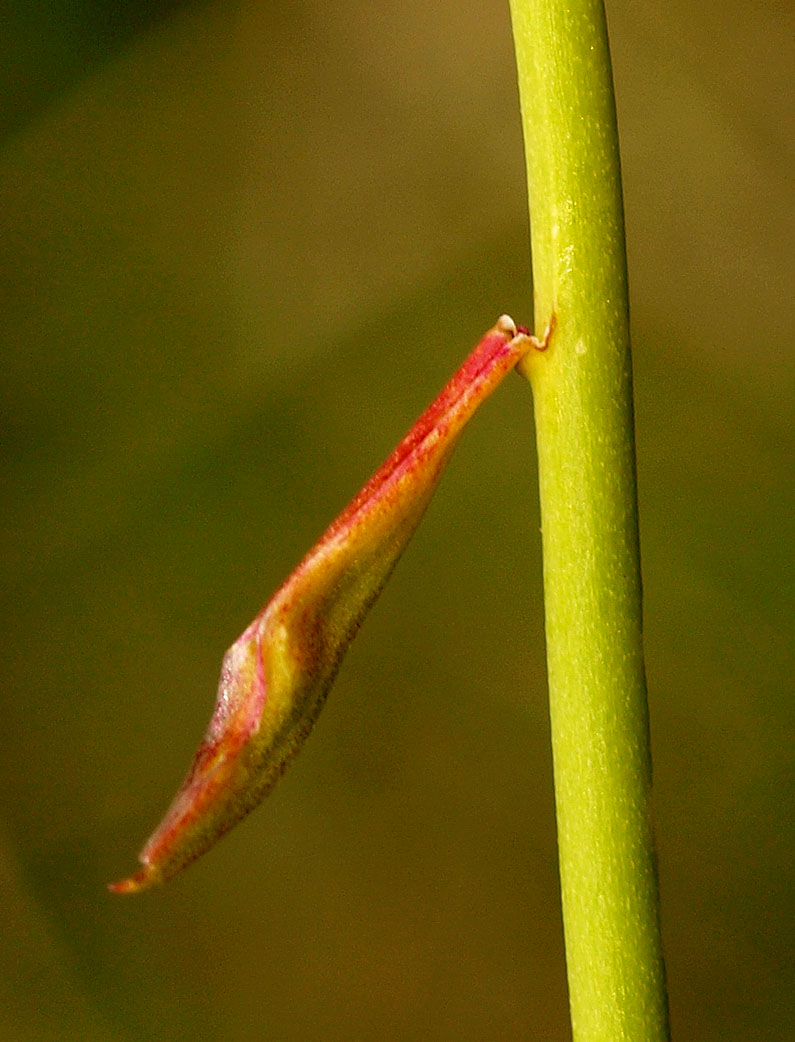 Ciampac (TN) : Tofieldia calyculata