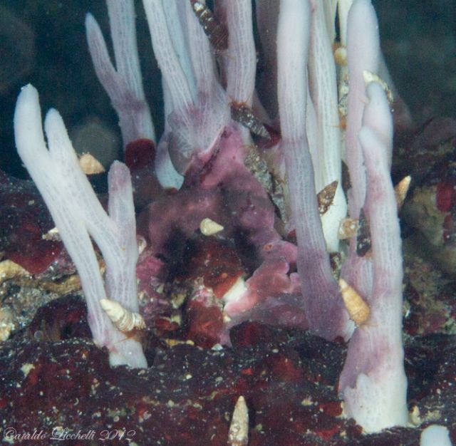 Cfr Halichondria semitubulosa in grotta