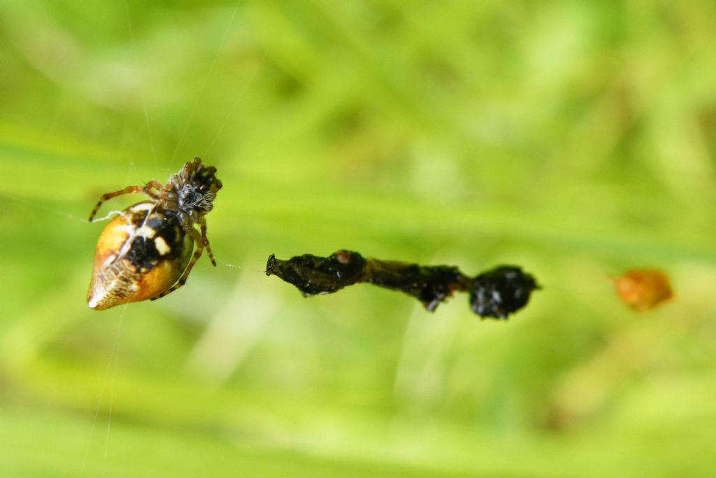 Cyclosa cf.conica - Agordino (BL)