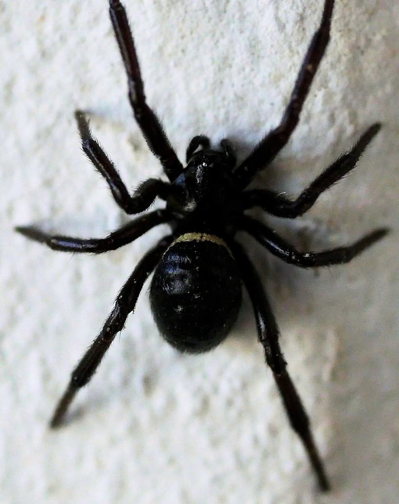 Ragno nero: Steatoda paykulliana