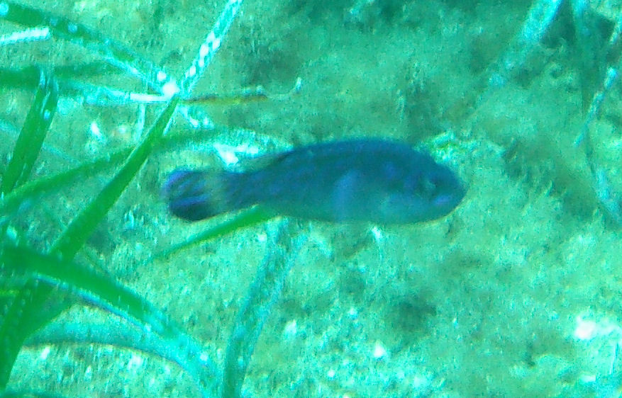 Symphodus melanocercus all''Isola del Giglio