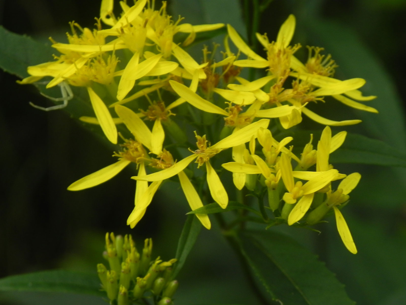 fiori dal biellese - Senecio ovatus