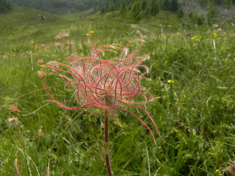 Valle d''Aosta - Geum montanum