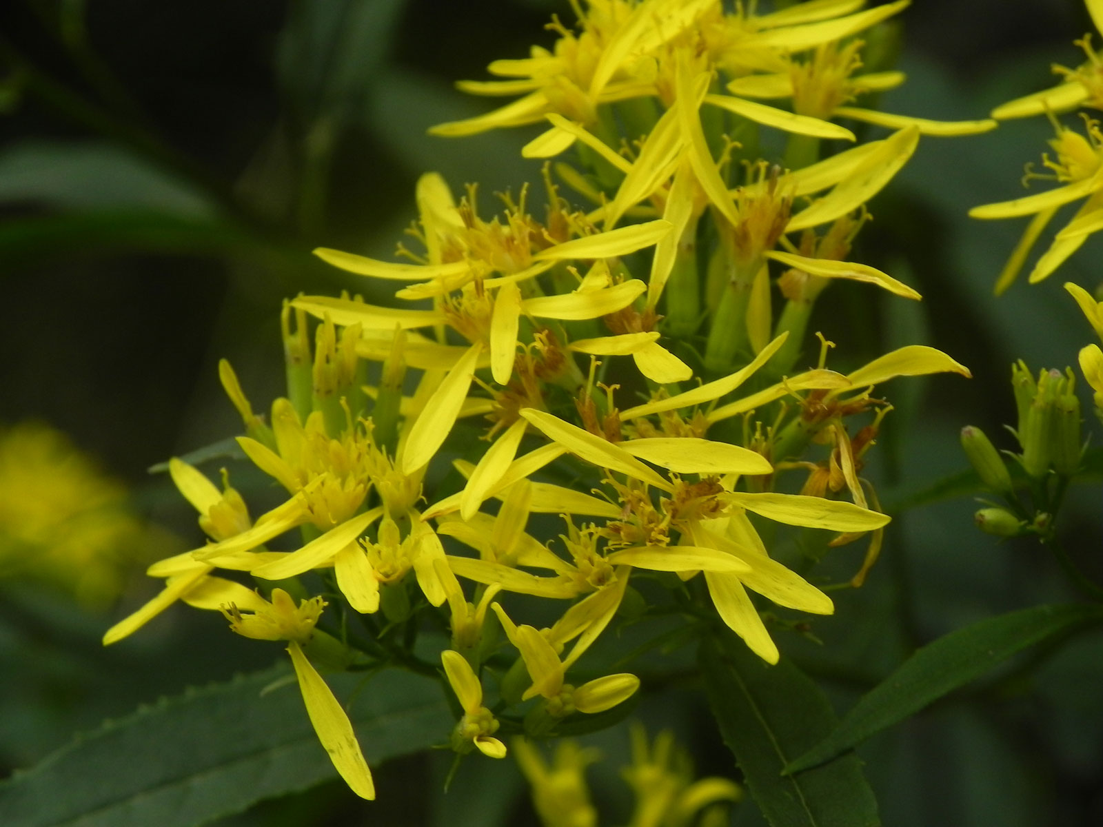 fiori dal biellese - Senecio ovatus