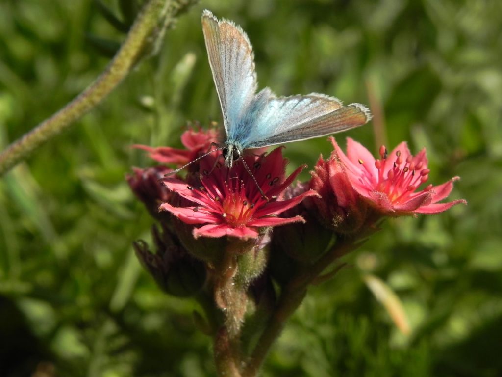 Farfalle dalla Valle di Rhemes