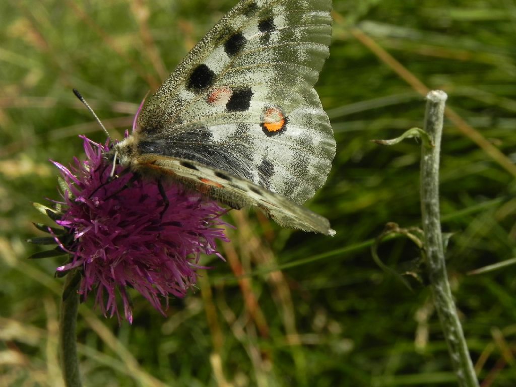 Farfalle dalla Valle di Rhemes