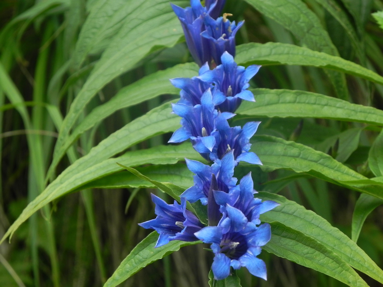 Gentiana asclepiadea