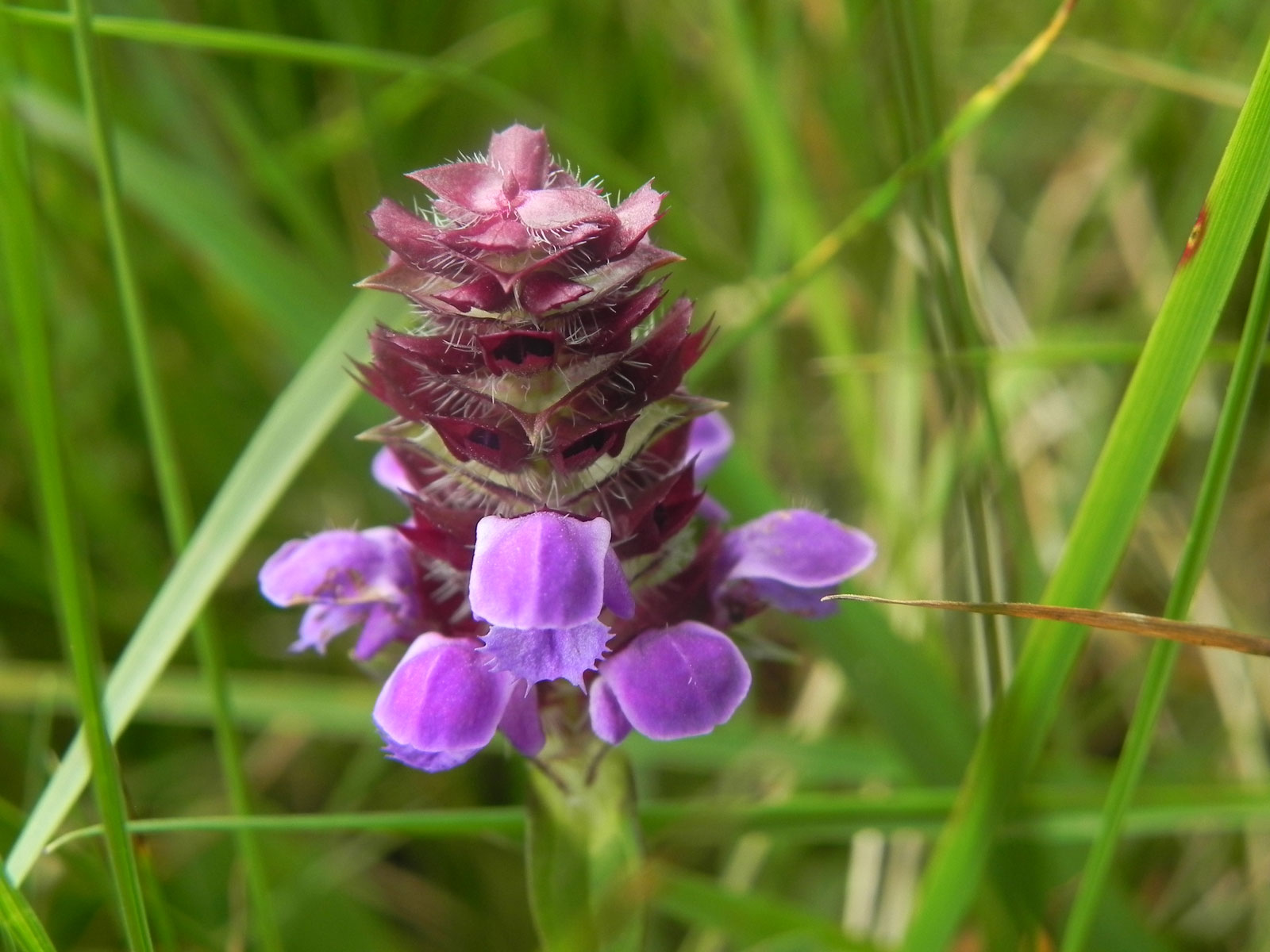 Prunella vulgaris / Prunella comune