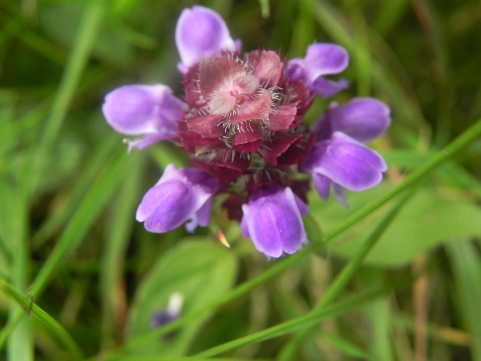 Prunella vulgaris / Prunella comune