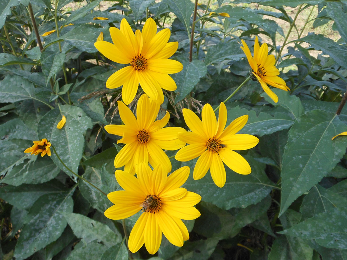 Fiore dalla lombardia - Helianthus tuberosus