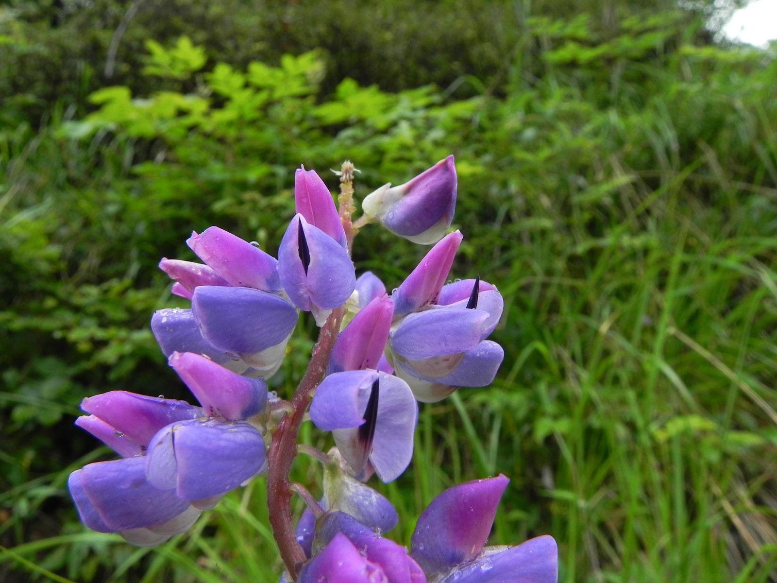 fiore dal biellese - Lupinus sp.