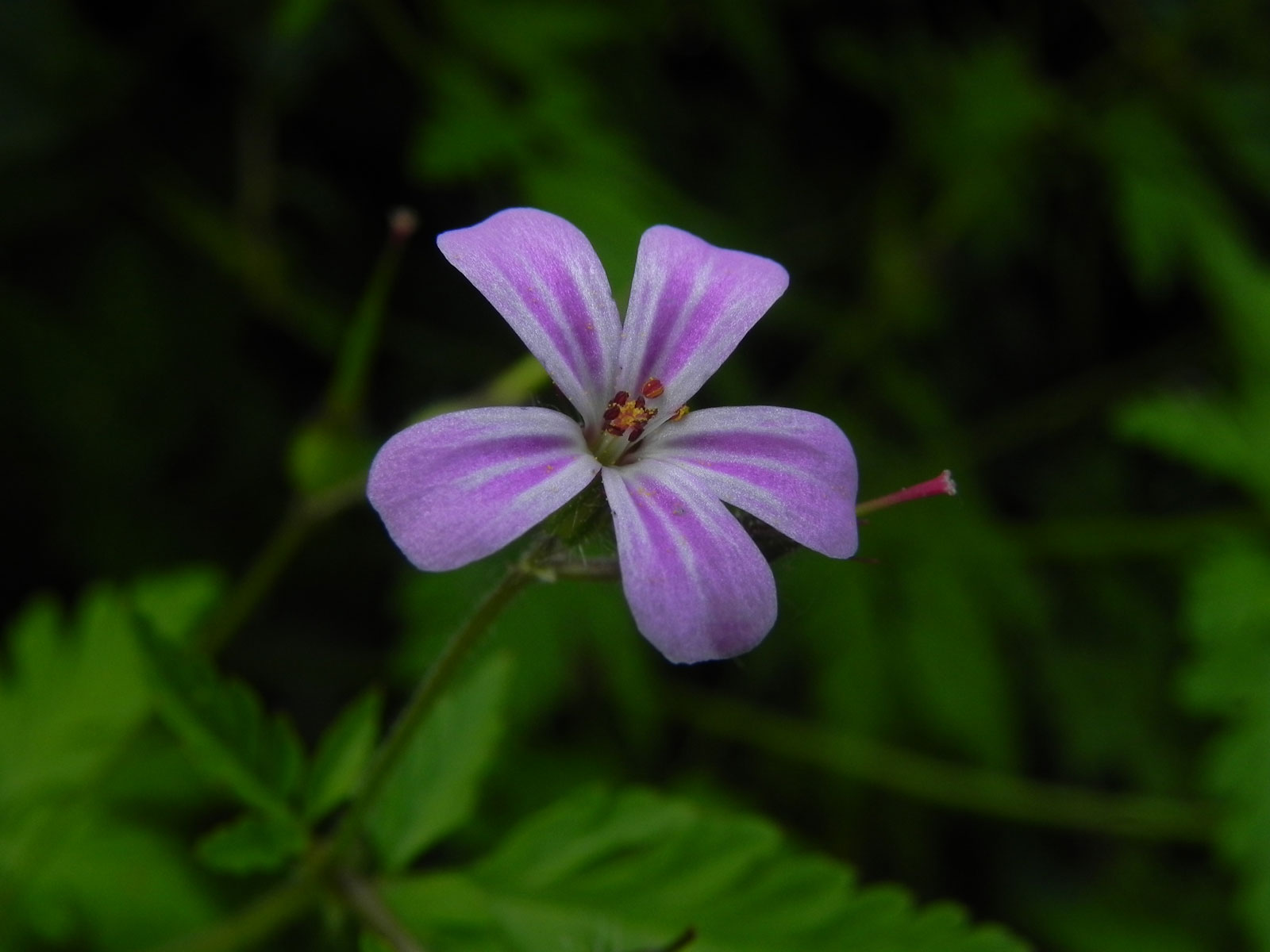 Dal Biellese: Geranium robertianum