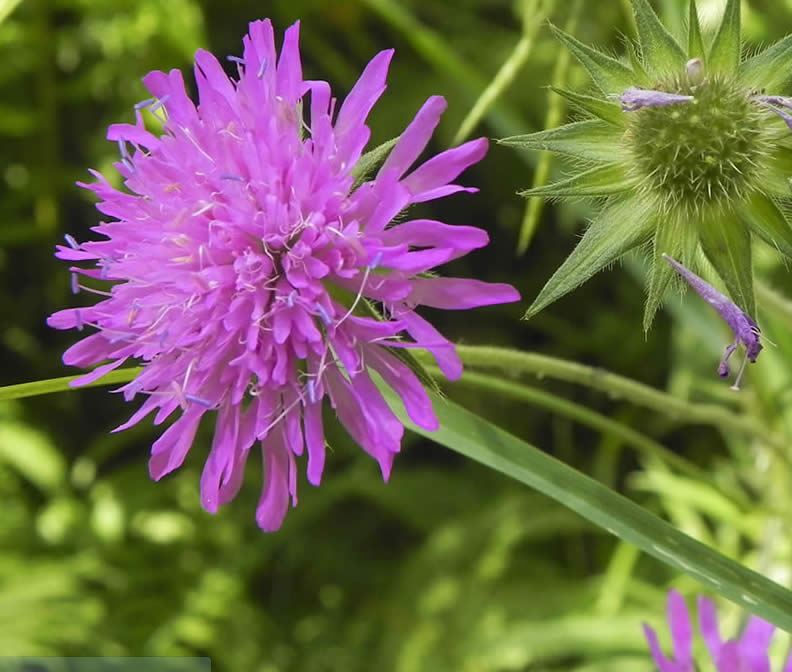 fiore dal biellese 4 - Knautia dipsacifolia?