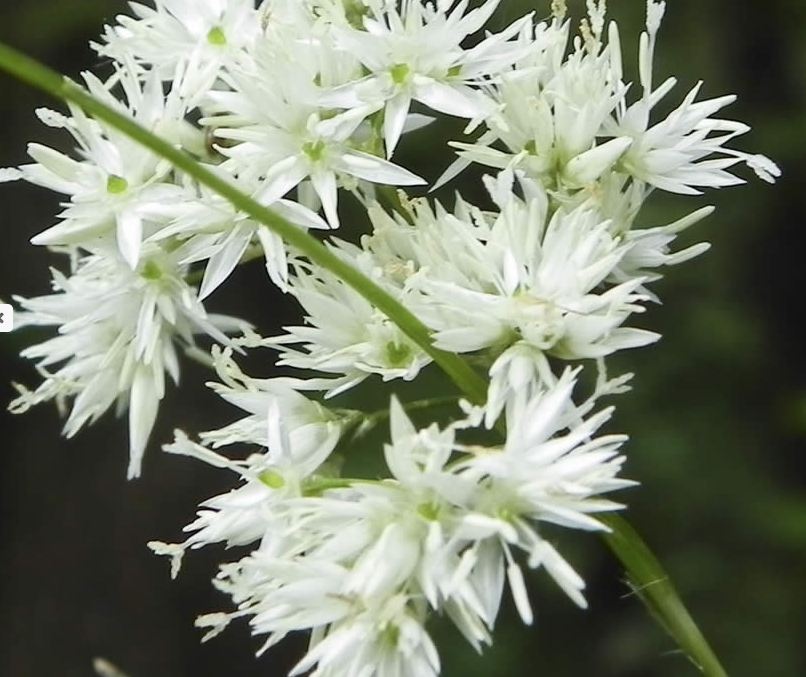 fiore dal biellese - Luzula sp.