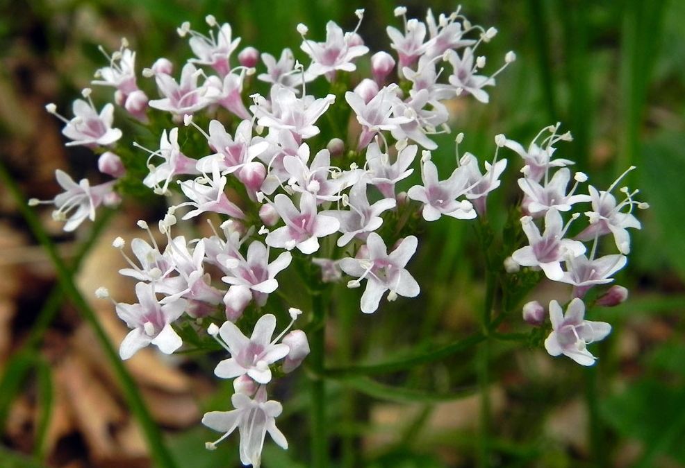 fiori dal Biellese 5 - Valeriana sp.