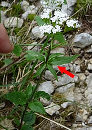 Valeriana tripteris - Caprifoliaceae