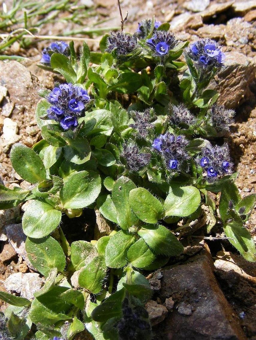 Veronica alpina / Veronica delle Alpi