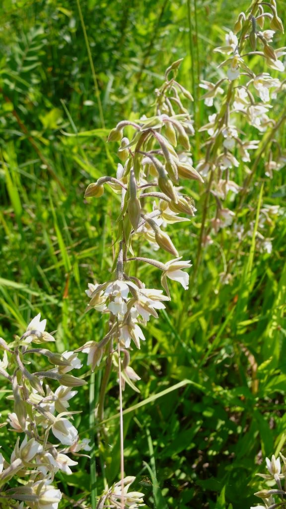 Epipactis palustris